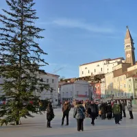 Zvečer na piranski  jelki resda zasvetijo lučke, toda podnevi je videti prav ubogo.