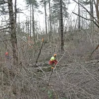 “Doslej smo iz gozda odstranili 56 odstotkov poškodovanih iglavcev. To se nestrokovnjakom morda zdi malo, tisti, ki poznajo sanacijo v velikih gozdovih, pa ocenjujejo, da smo zelo uspešni,” izpostavlja kmetijski minister Dejan Židan.