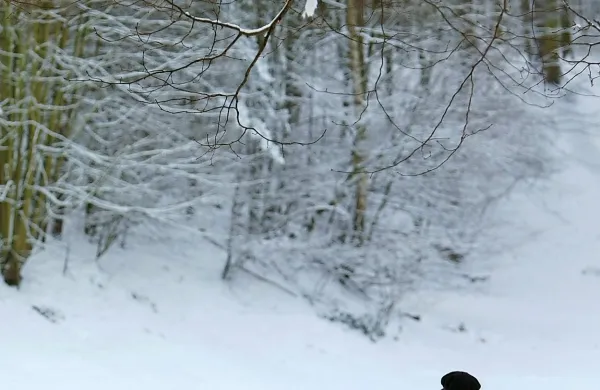 V Bolgariji se je živo srebro spustilo do minus 15 stopinj Celzija. Fotografija je simbolična.