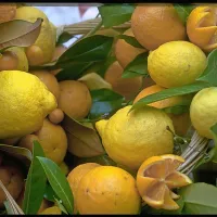 Limonin sok ima vrsto ugodnih vplivov na zdravje, a s količino 
ne smemo pretiravati in ga je treba vedno razredčiti z 
navadno vodo. 