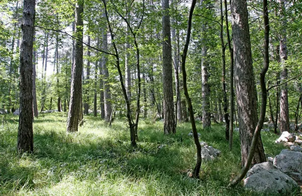 Včeraj ob 23.30 so v  gozdu pri Bazovici začeli  iskati pogrešanega 20-letnika. 