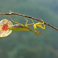 Fotografija Simona Kovačiča