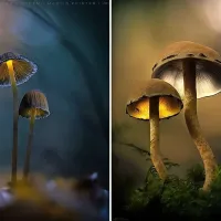 Osupljiva lepota gob skozi fotografski objektiv