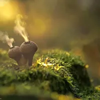 Osupljiva lepota gob skozi fotografski objektiv