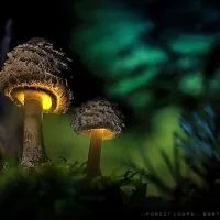 Osupljiva lepota gob skozi fotografski objektiv
