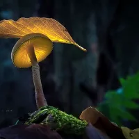 Osupljiva lepota gob skozi fotografski objektiv