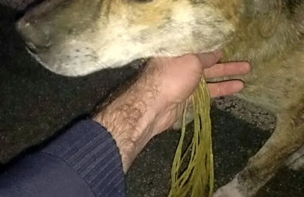 Pes je imel okoli vratu tesno zatisnjeno vrv.