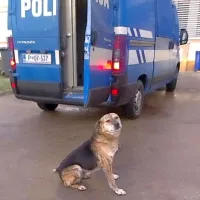 Po policijski oskrbi se je štirinožec že bolje počutil.  