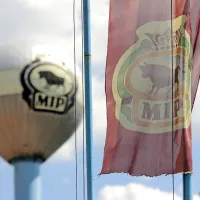 Kdo bo kupil mrtvo kraljico mortadelo Gorico