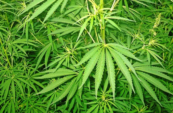 Hrva&scaron;ka &scaron;e korak dlje glede uporabe marihuane v medicinske namene