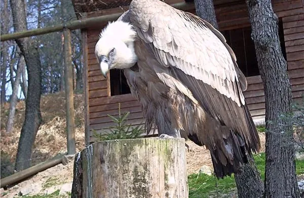 V ljubljanskem živalskem vrtu  bodo dobili  tudi letalnico za jastrebe, v katero bodo vstopali tudi obiskovalci.