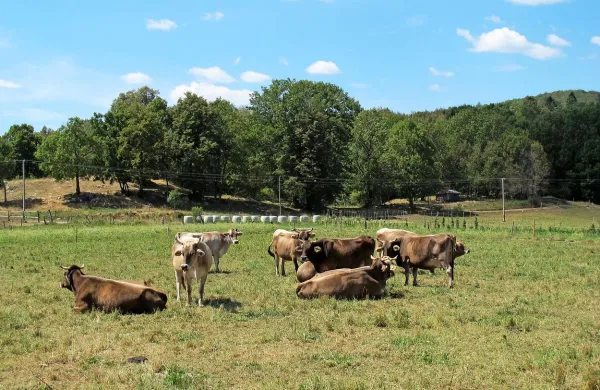 Pri vzgoji živil in vzreji živali za prehrano je nujen nadzor.