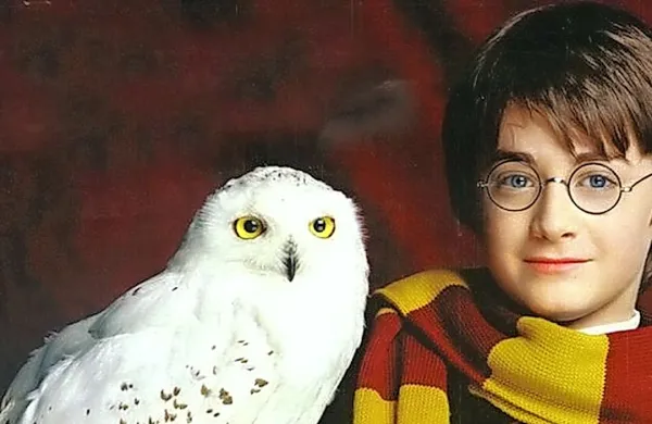  Med drugim si bo mogoče ogledati Potterjevega ljubljenčka sovo Hedwig.