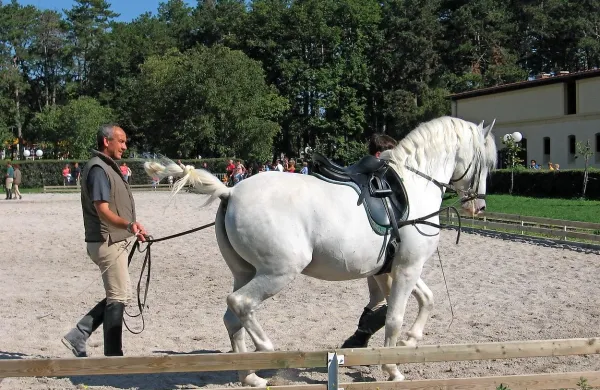 S šolo jahanja za mlade jahače v Lipici so morali za zdaj prekiniti, saj ni povsem jasno, kakšne odgovornosti ima Konjeniški klub Lipica, ki jo izvaja.  