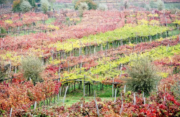 Tako na Krasu kot po vsej Sloveniji obnovimo premalo vinogradov.