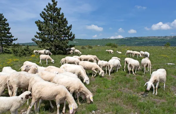 Paša drobnice na Kraškem robu