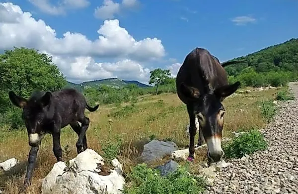 V parku  avtohtonih živali sta svoj novi dom dobila tudi dalmatinska osla.  