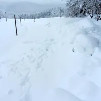 Brez elektrike &scaron;e 282 odjemalcev na Primorskem