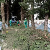 Ciprese posekajo, razžagajo in takoj zmeljejo. 