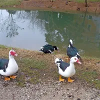 Država nima denarja za razglasitev parka v Dragonji