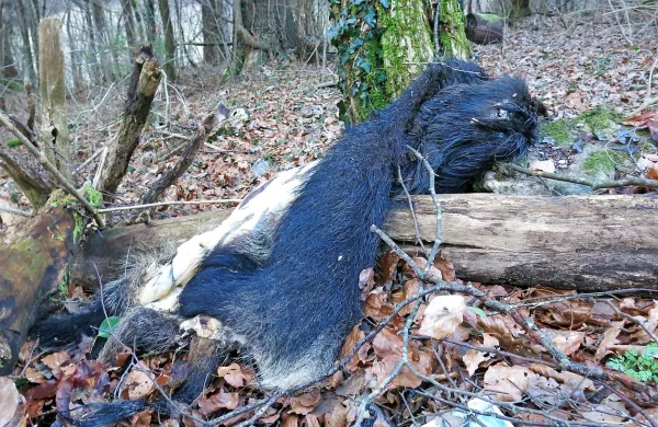Odpadna koža merjasca v bližini cestnega počivališča pri Podgradu.   