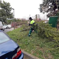 Močan veter zru&scaron;il tri palme
