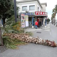Poškodovana palma na Pristaniški ulici.