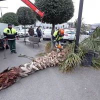 Koprske palme so sicer vrste washingtonia robusta, a tri med njimi včeraj niso bile dovolj robustne, da bi kljubovale močni burji. Zlomila je eno na Ukmarjevem trgu,  eno na Cankarjevi in eno na Pristaniški ulici.