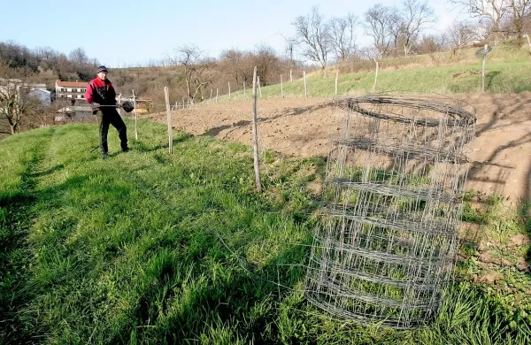 Kmetje morajo vsako njivo, na kateri želijo obvarovati pridelek pred divjadjo, ograditi z mrežo. Pa še ta ni vedno  uspešna. 