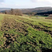 Takšno razdejanje so na Velikem polju pustili za seboj divji prašiči. Tak travnik je nemogoče kositi; če bi ga, pa bi zemlja, ki bi se primešala senu, povzročila plesnivost sena  in škodila zdravju živali. 