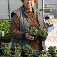 Anica Kocjančič pregleduje  zaradi visoke temperature in dima močno prizadete mlade sadike fuksij.