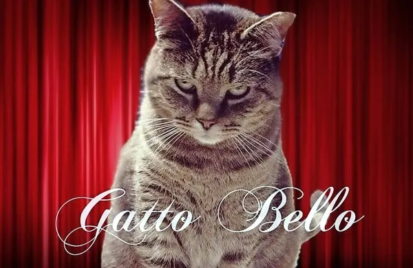 Gatto Bello kot “glavni junak” v TV nadaljevanki Hiša iz kart.