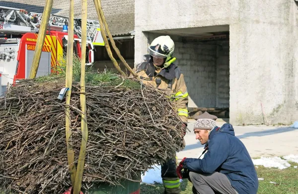 Vsaj deset let staro in pol tone težko gnezdo se je  začelo nagibati in je obstajala nevarnost, da bi padlo na tla.