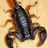 &Scaron;korpijon, skrit v letalu, pičil potnico