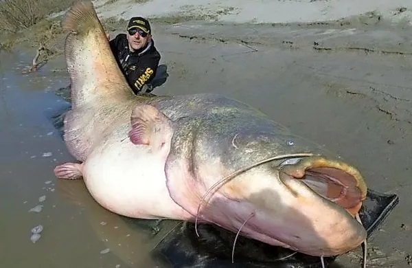 Ujela sta 130 kilogramsko ribo, ki v dolžino meri dva metra in pol.