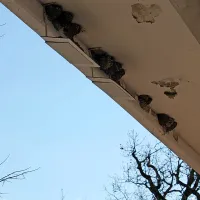 Gnezda pod napuščem, razpadajoč omet, načete stopnice in kupi suhega listja   so drobni znaki dolgoletnih težav Lipice.  