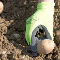 V jarke položimo semena 20 do 30 centimetrov vsaksebi.