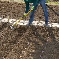 Ko je bil krompir posajen, ga je Tine Matoš zagrnil z zemljo.
