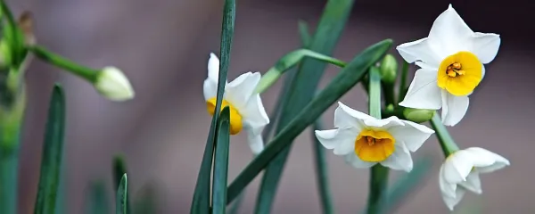 Bedenica je pravopisno ime za narciso že od leta 1962.
