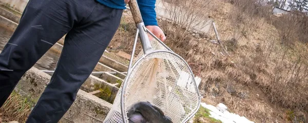 Matevž se je posvetil ribogojstvu.