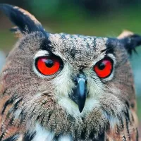 Velika uharica (Bubo bubo) je največja vrsta sove v Evropi.