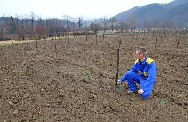 Jani Bučinel je v nedeljo na polju pri Batujah zgrožen ugotovil, da so mu neznanci ukradli 131 sadnih sadik.