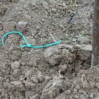 Tatovi sadik so s škarjami prerezali vrvice in jih ročno izpulili.
