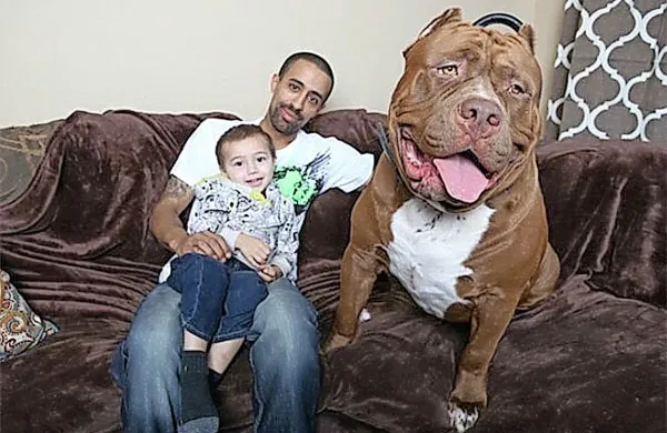 Številni spletni mediji in družabna omrežja je te dni obsedel bojda največji pitbul na svetu, ki sliši na ime Hulk.