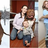Spoznajte Hulka, bojda največjega pitbula na svetu