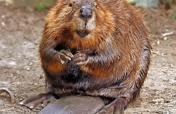 Severnoameriški bober (castor canadensis)