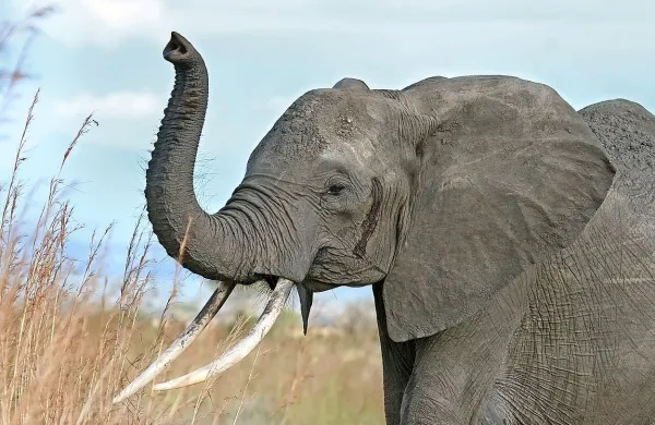 Zakaj imajo sloni dolge rilce? Zato, da lahko pojejo zadostno količino  hrane, kaže nova študija, objavljena v reviji Acta Zoologica.