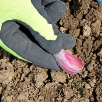 Tako pri čebuli kot česnu pazimo, da sadimo s spodnjo stranjo navzdol.