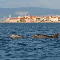 Delfini so imeli “veselico” v Piranskem zalivu.
