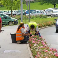 Za vzdrževanje nasadov vrtnic v mestu naj bi letos porabili dobrih 66.000 evrov. Še 40.000 evrov več bo šlo za praznjenje košev. 